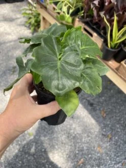 Philodendron Atom Or Thaumatophyllum Bipinnatifidum 4" Pot Live P -Green Aura 412A27B4 5D1B 46B1 84D6 EBFA49E1C966 1 105 c