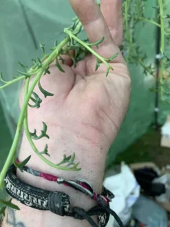 String Of Dolphins -Green Aura 4328239A 299F 417B 82ED D3207A7A085A rotated 1