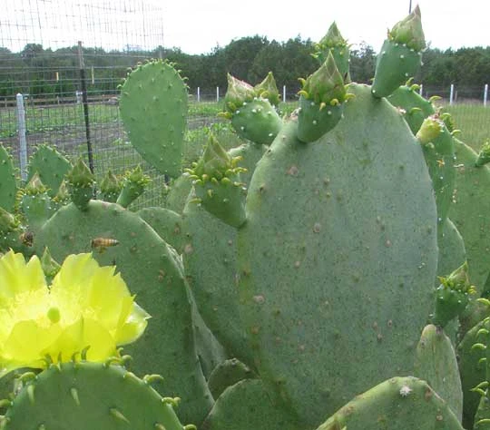 Spineless Prickly Pear Cuttings 4 Spineless Prickly Pear Cuttings - Image 2