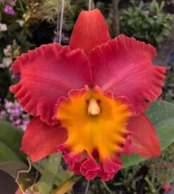 Rlc. Orange Diamond ‘Throat Of Gold’ Comes In 2" Pot
