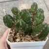EUPHORBIA HANDIENSIS -Green Aura 4D40ED99 D559 4398 A341 A69DFDC7AB28