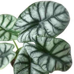 Alocasia Silver Dragon | Alocasia Baginda | Exotic Houseplant -Green Aura 4 ALOCASIA SILVER DRAGON 2 500x500