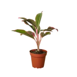 Red Siam Chinese Evergreen | Aglaonema | 4" Nursery Pot