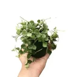 Hoya Curtisii - 4" Pot