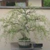 Bonsai Tree Dragon Willow - Thick Trunk Bonsai Cutting - Fast Growing Indoor/Outdoor Bonsai Tree - Ships Bare Root - Old Mature Look Fast -Green Aura 51CRH38YbyL. AC
