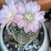 Cactus- Gymnocalycium Bruchii -Green Aura 53 brunchii 2