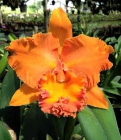 Rlc. Cattleya Suvarnabhumi Delight 'Salmon Queen' Fragrant Comes