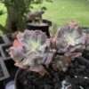 Pulvinata Frosty Variegated -Green Aura 599A1CD9 92FD 426D A529 40169B5E1CB5