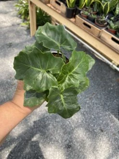 Philodendron Atom Or Thaumatophyllum Bipinnatifidum 4" Pot Live P -Green Aura 5A8FE297 0C65 4EA4 8B63 1A6C01E4ECC1 1 105 c