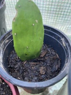 Spineless Prickly Pear Cuttings 11 Spineless Prickly Pear Cuttings -Green Aura 5AE6D5AA 2619 4A08 A29E 5713937A21DC rotated 1