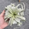 Air Plant Tillandsia Xerographica 1 Live Plant -Green Aura 5C378F2F 5A82 46D5 B4E4 37C49C758998 1 201 a