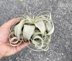 Air Plant Tillandsia Xerographica 1 Live Plant -Green Aura 5E202BB3 DED7 4E63 A5CE 894A1443F677 1 201 a