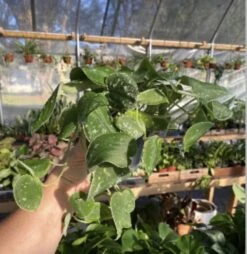 Scindapsus Pictus Or Pothos Satin 4 Pot Live Plant