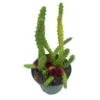 Huernia Red Dragon Stapelia Cactus / Huernia Penzigii / Cactus Plant With Roots / Beginner Cactus / Red Dragon Plant 4 Inch -Green Aura 69