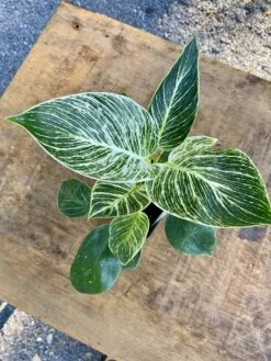 Philodendron Birkin 4 Inch Tall Pot Live Plant Variegated Houseplant -Green Aura 6C09A709 E4D3 4794 A053 5EC66F784B67 1 201 a
