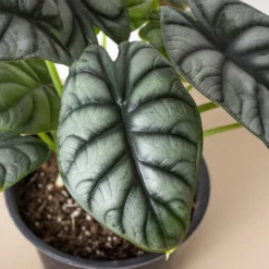 Alocasia Silver Dragon | Alocasia Baginda | Exotic Houseplant -Green Aura 6 ALOCASIA SILVER.DRAGON 2 902x902