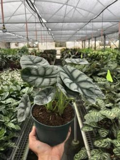 Alocasia Silver Dragon | Alocasia Baginda | Exotic Houseplant -Green Aura 6 ALOCASIA SILVER.DRAGON TEMP 903x1203