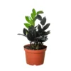 Black Raven | Zamioculcas Zamiifolia | Exotic Plant -Green Aura 6 ZZ BLACK RAVEN 1 1800x1800