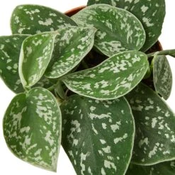 Satin Pothos Plant | Easy Care Houseplant | Low Light Plant | Air Purifying Plant | 4-inch Pot