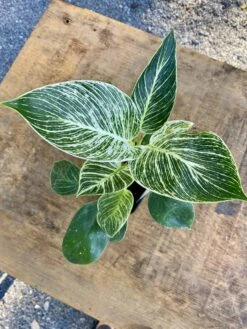 Philodendron Birkin 4 Inch Tall Pot Live Plant Variegated Houseplant -Green Aura 70694AE7 38D9 4D44 B7A9 FEA58AA46622 1 201 a