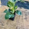 Philodendron Birkin 4 Inch Tall Pot Live Plant Variegated Houseplant -Green Aura 75A619F4 2991 4941 85AC 692D20C8EB82 1 201 a