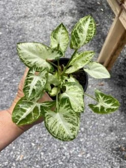 Syngonium Or Arrowhead Plant White Butterfly Variegated 4 Inch Pot Large -Green Aura 76F54695 0E9A 4EC8 96A2 F9309F7EF69E 1 105 c