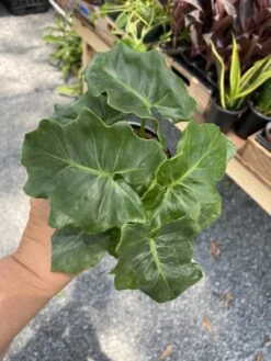 Philodendron Atom Or Thaumatophyllum Bipinnatifidum 4" Pot Live P -Green Aura 7798D7B6 523B 4A83 829B 6FC7ABF34623 1 105 c 1