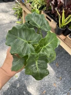 Philodendron Atom Or Thaumatophyllum Bipinnatifidum 4" Pot Live P -Green Aura 8278F30E 5C10 4207 A590 0FD5884A3F5D 1 105 c