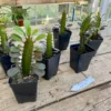 African Milk Tree Or Euphorbia Trigona Rubra Red Live Starter Suc -Green Aura 85C7DBBB 2EB4 44F2 861E E2FEC0C90BC9 1 201 a