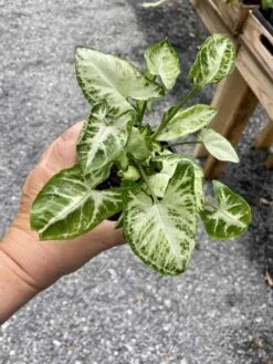 Syngonium Or Arrowhead Plant White Butterfly Variegated 4 Inch Pot Large -Green Aura 8C82D38F FD62 488B 9C92 4B3BFC1280A8 1 105 c