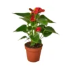 Anthurium Red | Anthurium Andraeanum | Flowering Houseplant -Green Aura 8b1bd791 dae4 5f3a a5e4 cb91e8561efc bf9b7860 9199 4c18 9b6b b4fb13b7146d 902x902