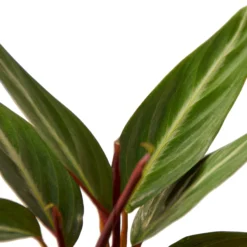 Stromanthe Triostar | Stromanthe Sanguinea | Exotic Houseplant -Green Aura 8e9052d0 8126 5a6b ba0f bad2446a8d97 1800x1800