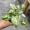 Syngonium Or Arrowhead Plant White Butterfly Variegated 4 Inch Pot Large -Green Aura 933924B8 EB38 4DB5 BC48 D329F5B229AE 1 105 c