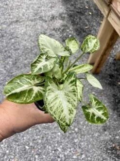 Syngonium Or Arrowhead Plant White Butterfly Variegated 4 Inch Pot Large