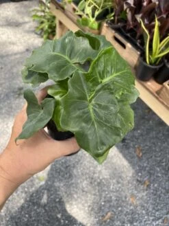 Philodendron Atom Or Thaumatophyllum Bipinnatifidum 4" Pot Live P -Green Aura 96CE3984 9ABE 4634 B062 1E6C5BF81404 1 105 c