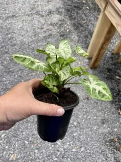 Syngonium Or Arrowhead Plant White Butterfly Variegated 4 Inch Pot Large -Green Aura 982BD305 41CE 42EE A160 A37389EEDE75 1 105 c