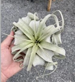 Air Plant Tillandsia Xerographica 1 Live Plant -Green Aura 9A7420EA 1976 4672 901F A1B6108F5CC0 1 201 a