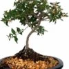 9Yr Flowering Weeping Cherry Bonsai Tree 2 9Yr Flowering Weeping Cherry Bonsai Tree -Green Aura 9yr flowering weeping cherry bonsai tree bonsaiworldllc webp 1