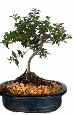 9Yr Flowering Weeping Cherry Bonsai Tree