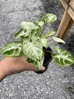 Syngonium Or Arrowhead Plant White Butterfly Variegated 4 Inch Pot Large -Green Aura A208FA6C CD74 4B49 9A56 E42C6F654E7B 1 105 c