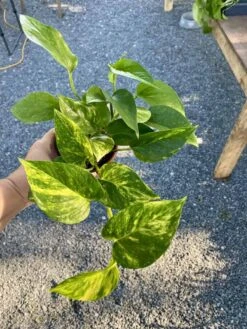Pothos Or Devil's Ivy Golden Or Hawaiian? 4 Inch Pot Live Plant