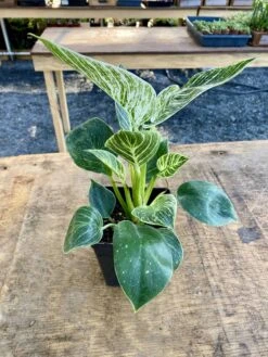 Philodendron Birkin 4 Inch Tall Pot Live Plant Variegated Houseplant -Green Aura AAB6FA55 FACD 4EC8 93CD 861FBB97D02C 1 201 a