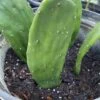 Spineless Prickly Pear Cuttings -Green Aura AB07BF40 254C 4EDE BC5F 20E4FE944BEC rotated 1