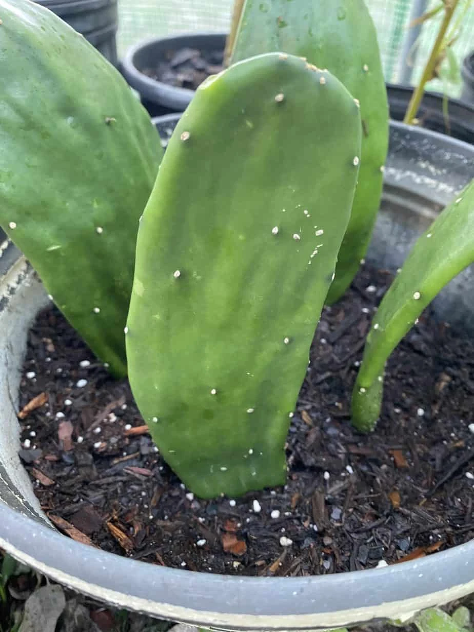 Spineless Prickly Pear Cuttings 3 Spineless Prickly Pear Cuttings