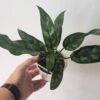 Aglaonema Commutatum - Emerald Beauty 4" Pot -Green Aura Aglonemeoma top