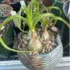 Succulent-Albuca Bracteata -Green Aura Albuca bracteata 3