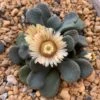 Succulent- Aloinopsis Rosulata -Green Aura Aloinopsis rosulata succulent