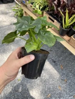 Philodendron Atom Or Thaumatophyllum Bipinnatifidum 4" Pot Live P -Green Aura B141CE18 6F32 4E65 863E A16690B867BF 1 105 c