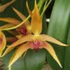 Rare Bulbophyllum Frank Smith Comes In 2" Pot -Green Aura Bulb. Framk Smith SVO HCC