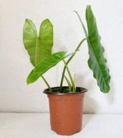 Philodendron Burle Marx -Green Aura Burl Marx1